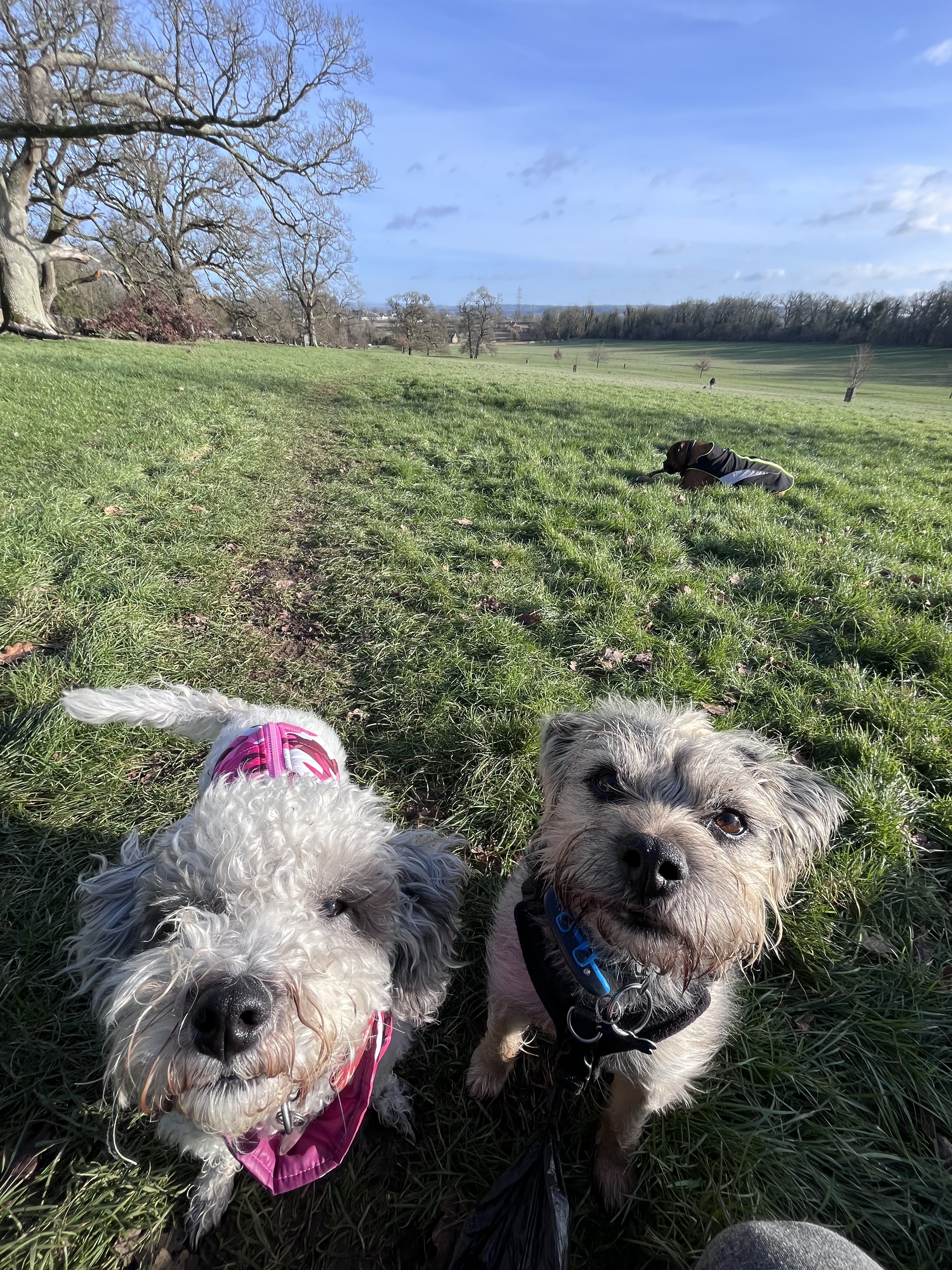 Happy Tails dogs enjoying a group walk in open countryside near Chippenham