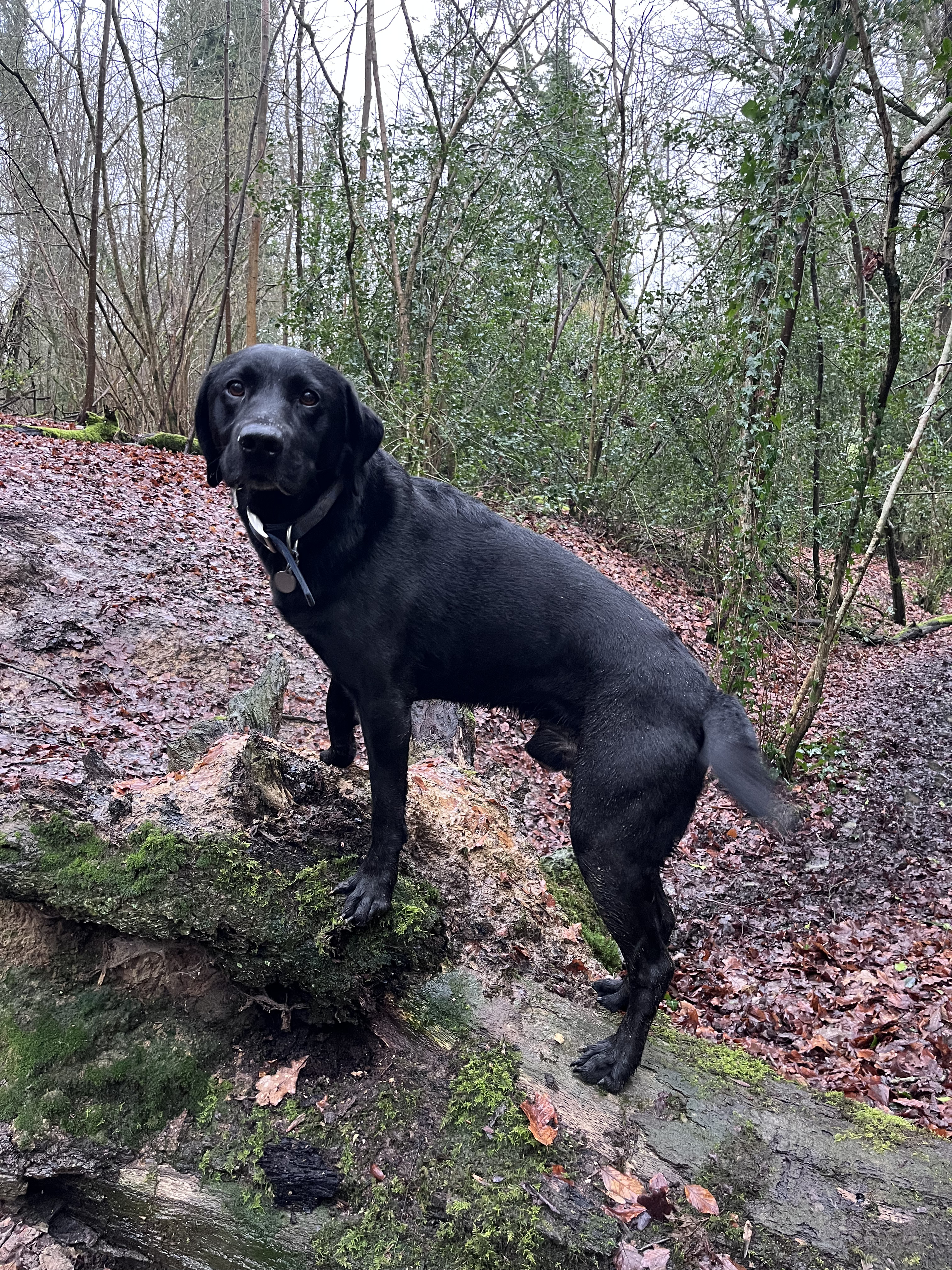 Happy dog on a walk with Happy Tails dog walking in Chippenham