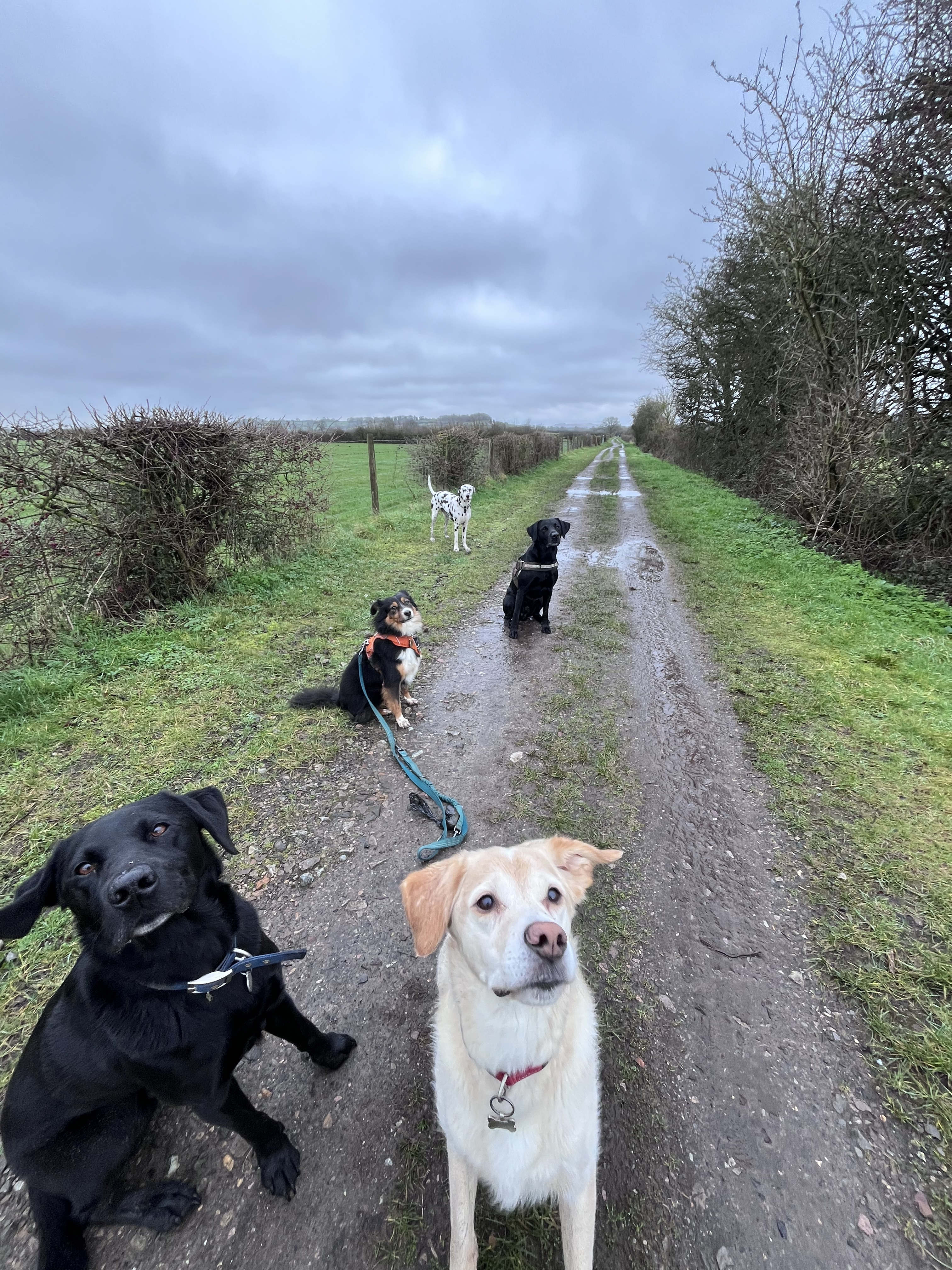 Happy Tails pack walk through Wiltshire on a bright morning