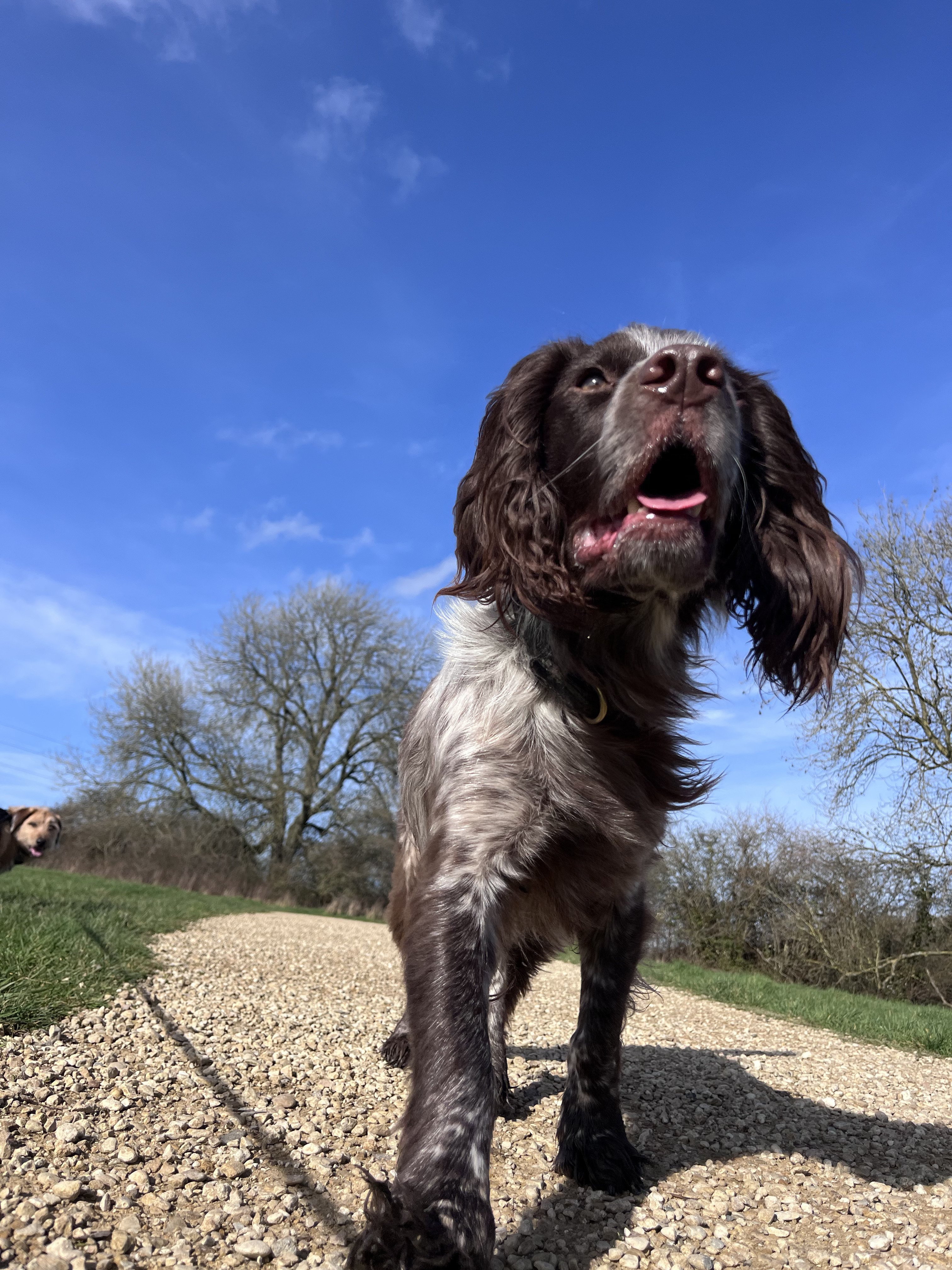 Dog enjoying a sunny countryside stroll with Happy Tails Wiltshire
