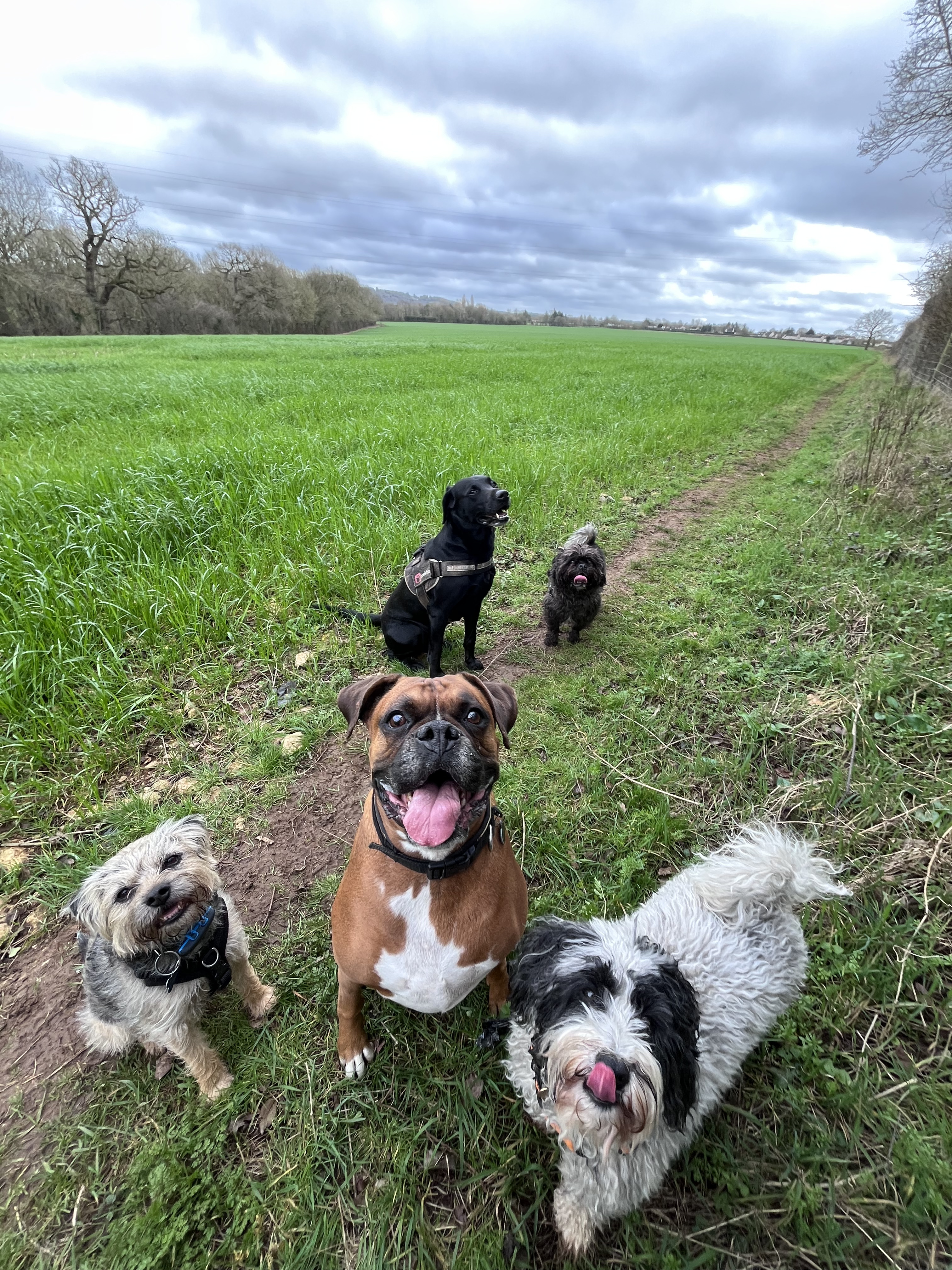 Dogs exploring woodland paths on a Happy Tails walk near Chippenham